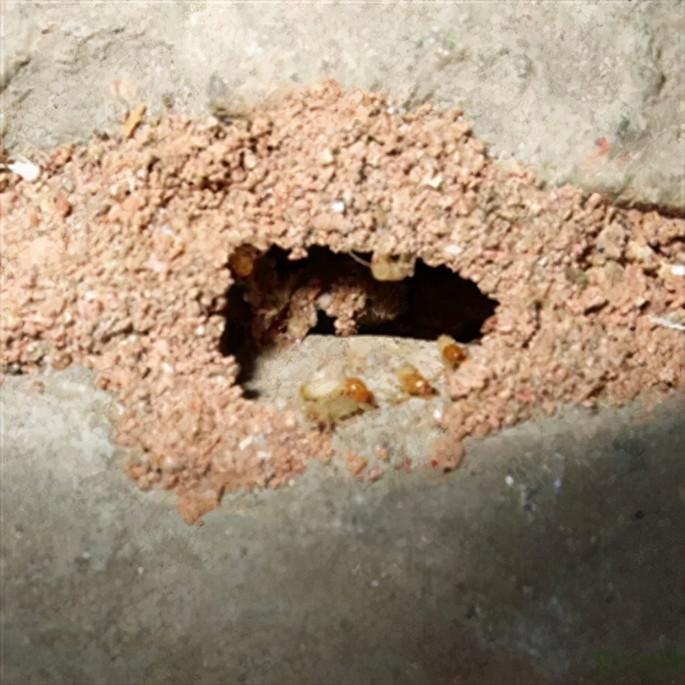 pco鐧借殎娑堟潃,pco鐧借殎闃叉不鏈嶅姟