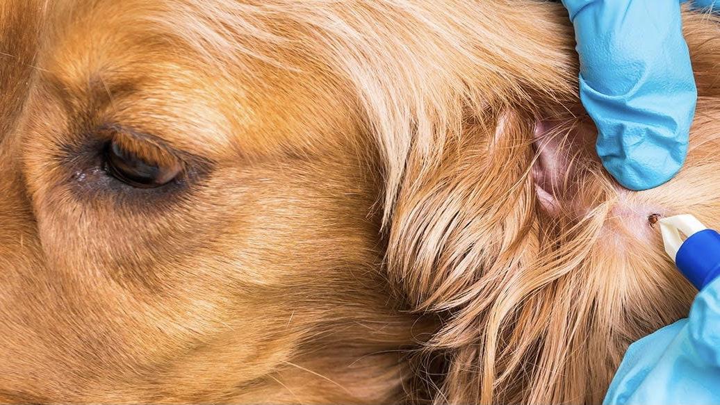 狗狗皮肤病反复发作怎么治疗,狗狗皮肤病反复和狗粮有关吗