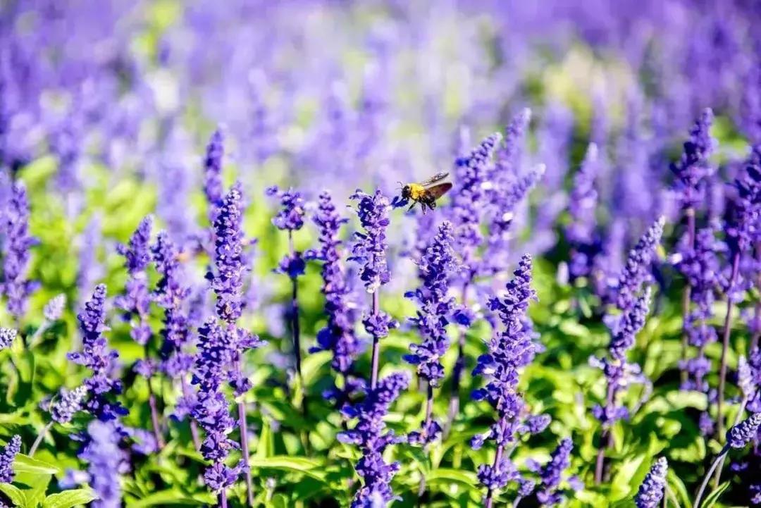 北京菊花花海,北京赏花好去处国际花港