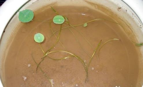 盆里养了碗莲，为啥一直不开花？这样养护，80天开出小荷花