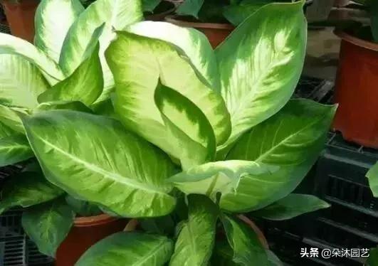 家中植物被冻伤了怎么办,家里植物被冻了怎么办