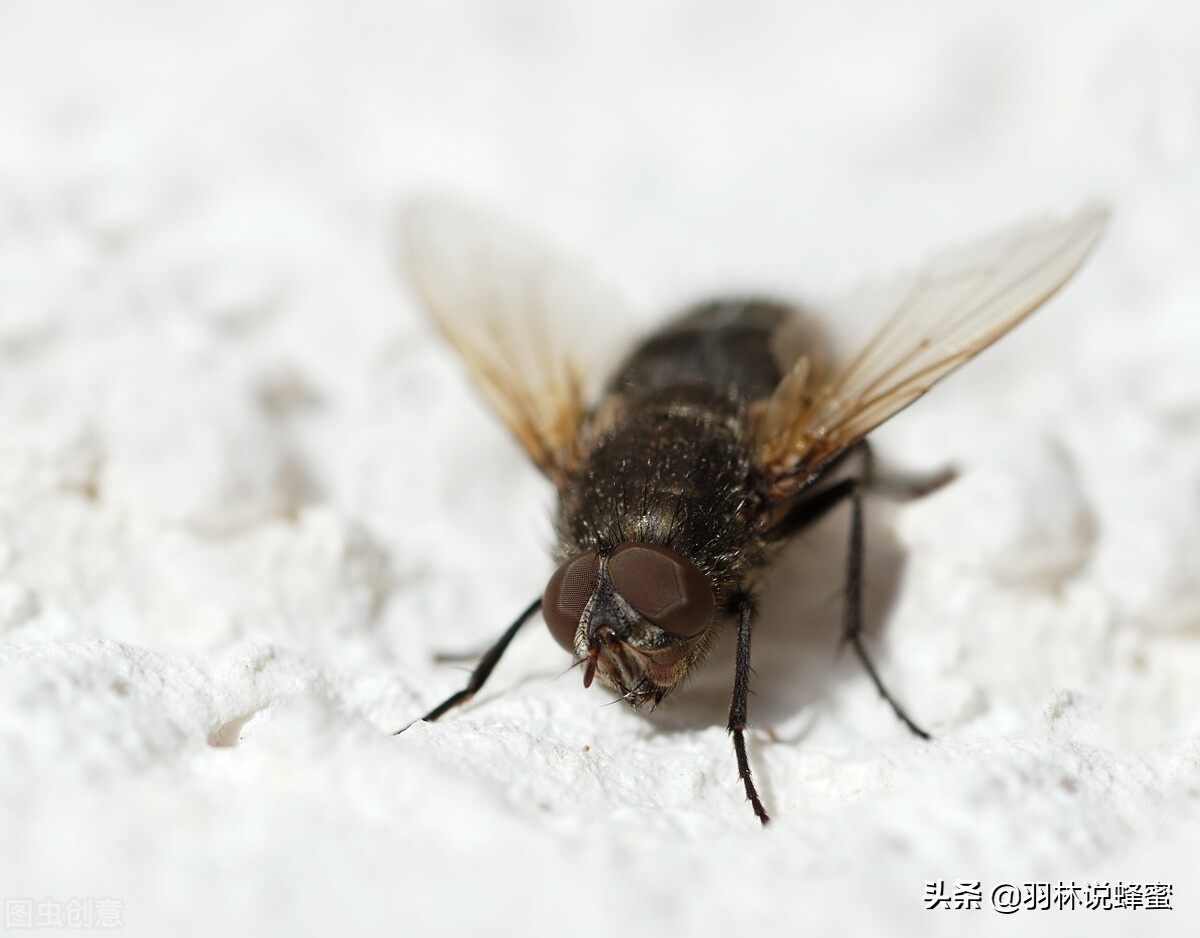 怎么驱赶苍蝇的最好方法,如何驱赶苍蝇最有效的方法
