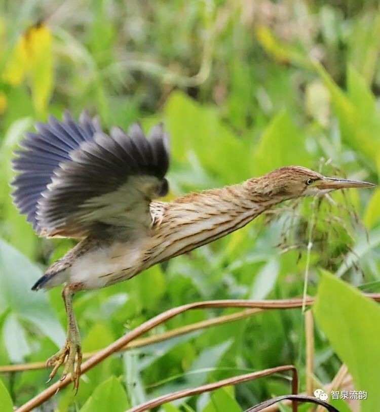 郭进拴神游索溪峪,郭进拴全部视频