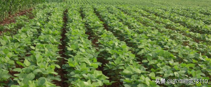 红豆如何高产,红豆高产叶面肥