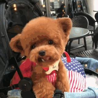 小泰迪能做立耳吗,立耳小泰迪视频