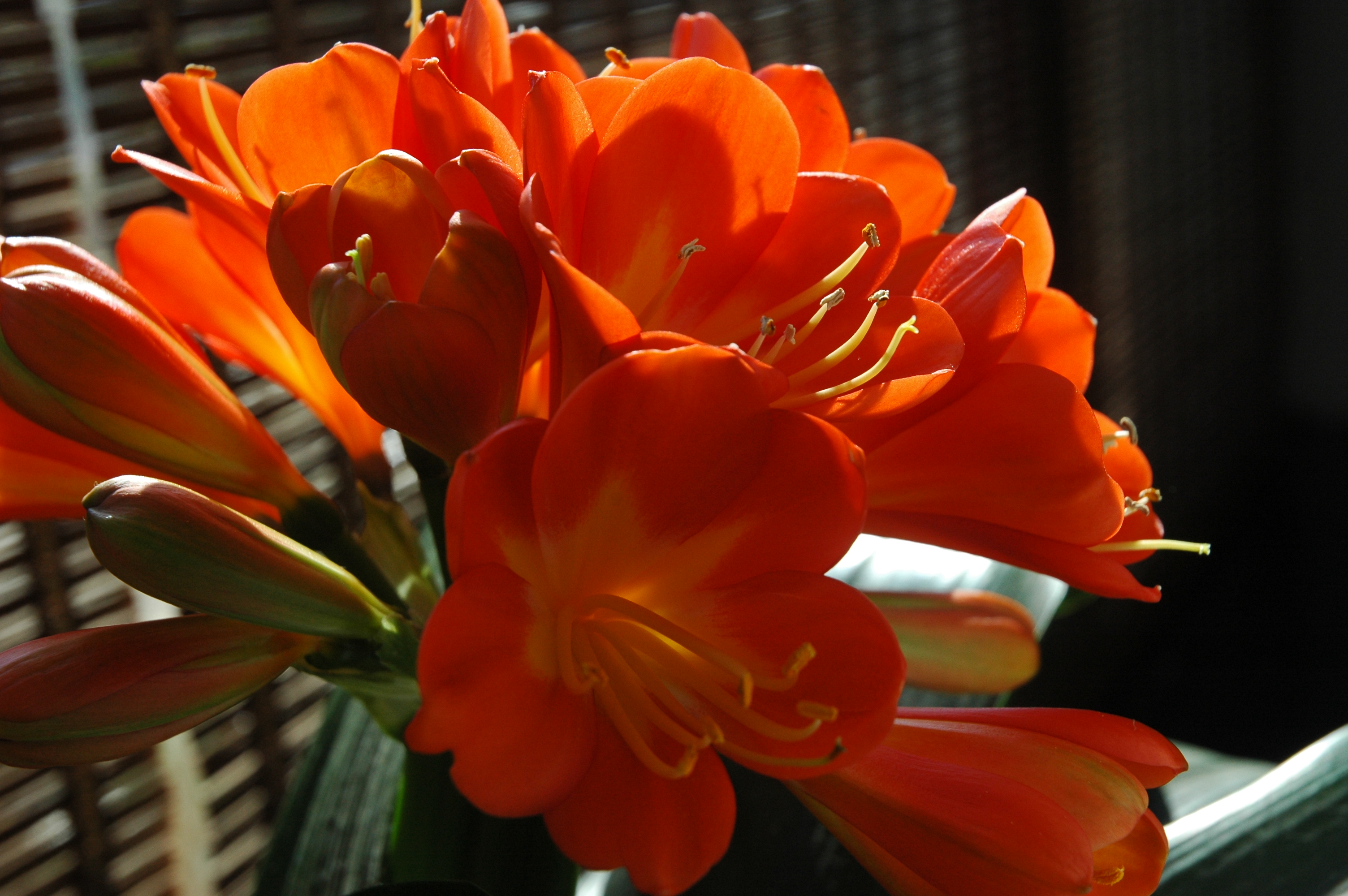 君子兰病虫害有哪几种,君子兰常见病虫害