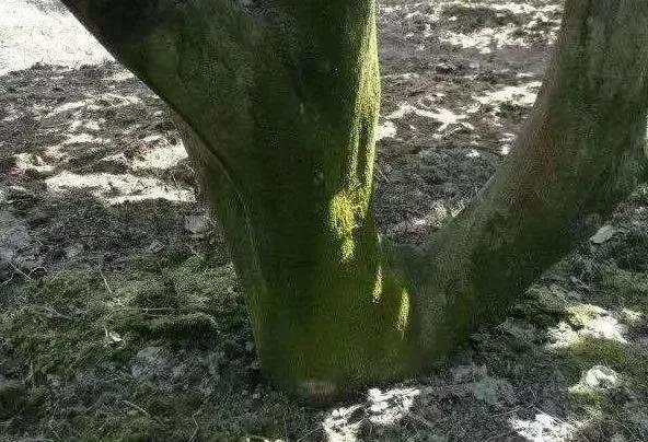 种果树总长青苔，真头疼！教你三招，让青苔消失