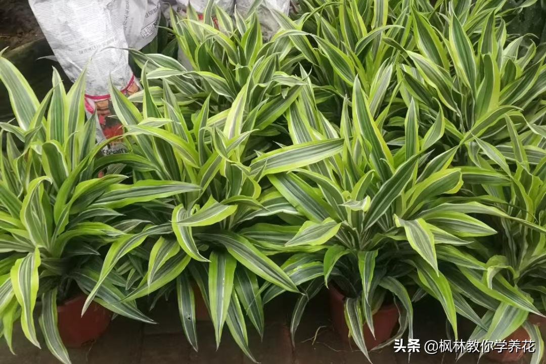 家里光照不足建议养这10种耐阴花,生长缓慢的室内盆栽推荐