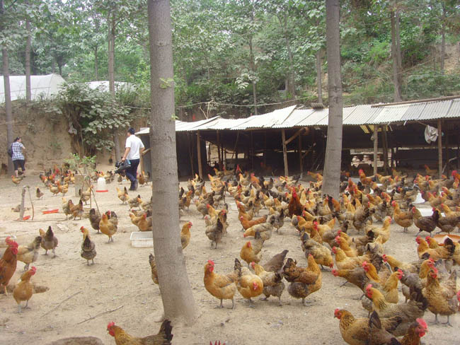 黑水虻虻浆酵素蛋白在蛋禽养殖中的实际应用和效果分析