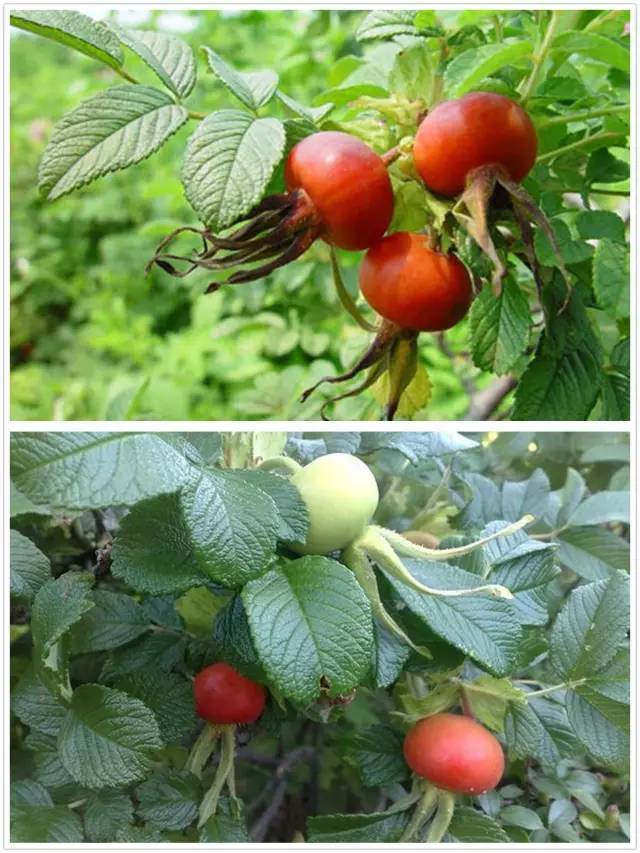 月季玫瑰蔷薇芍药牡丹的区别,月季玫瑰蔷薇都属于什么科