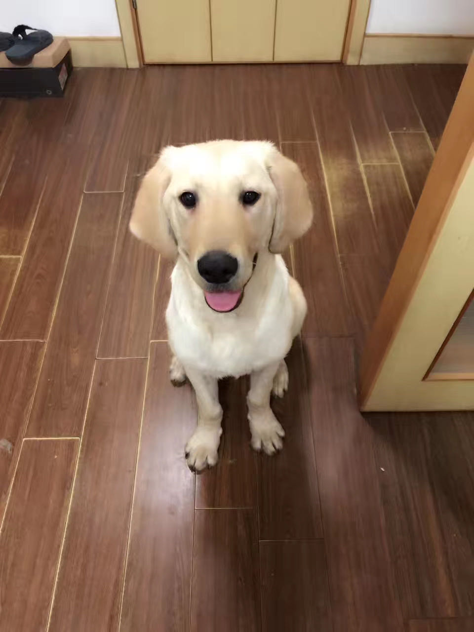 对不起我又想你了,对不起我又想你啦完整