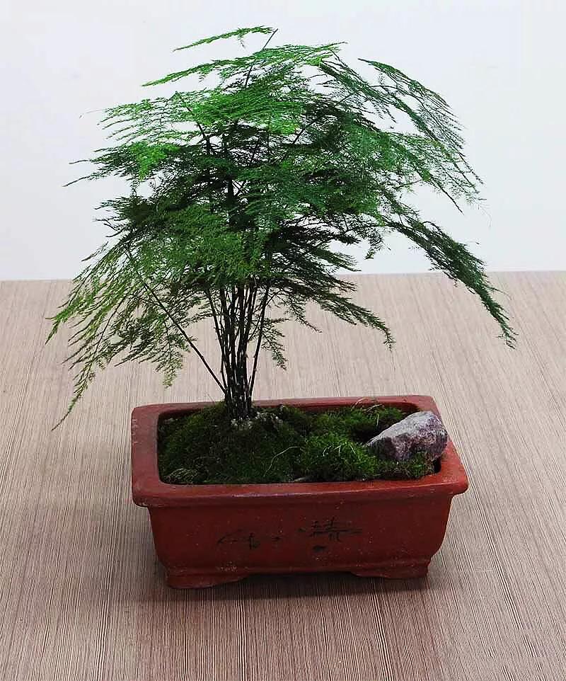 文竹文竹,文竹青翠欲滴