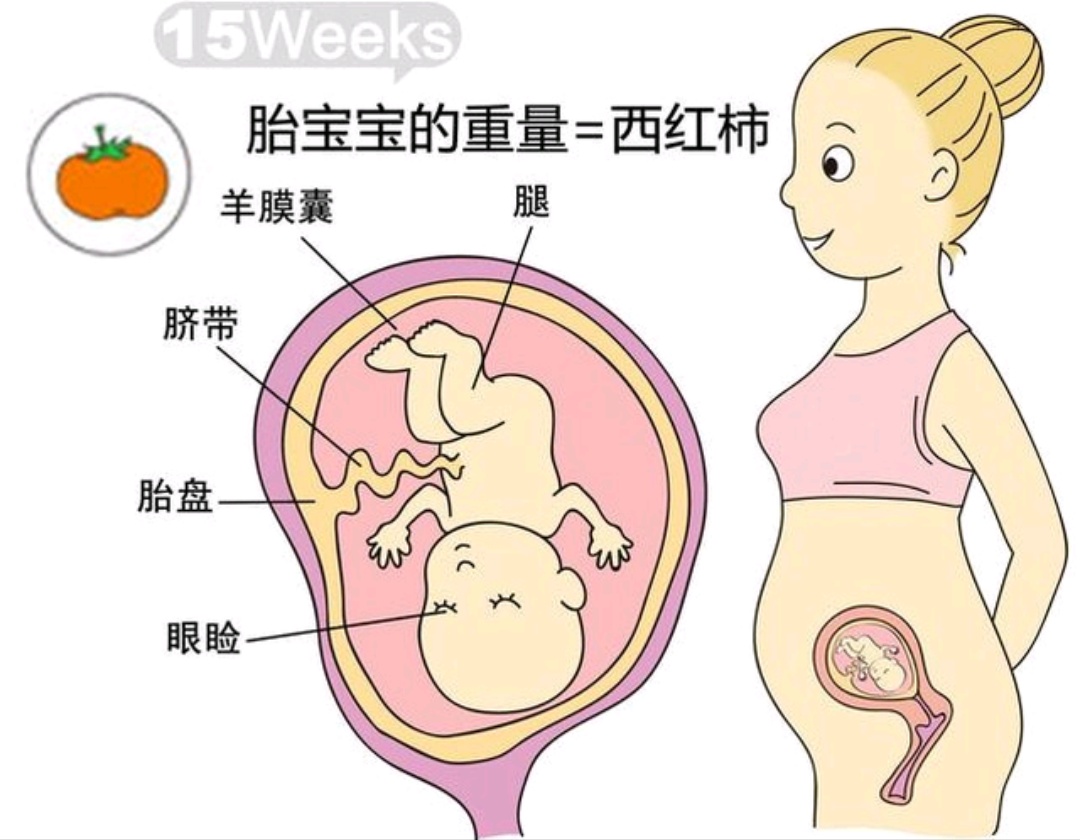 孕14周多胎儿发育标准数据,怀孕14周胎儿发育标准对照表
