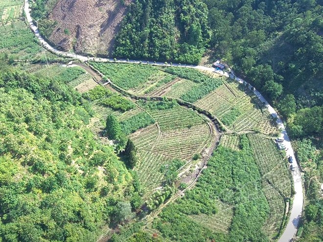 淫羊藿今日药材收购价目表,黄芩黄连栀子龙胆草杜仲淫羊藿