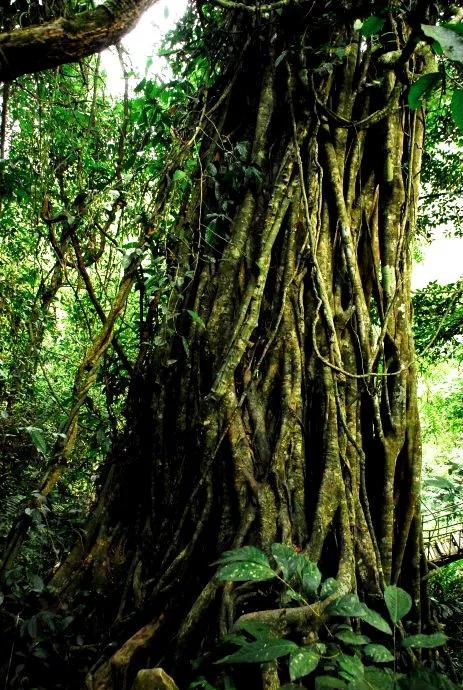 云南白毫银针茶,茶为什么甜