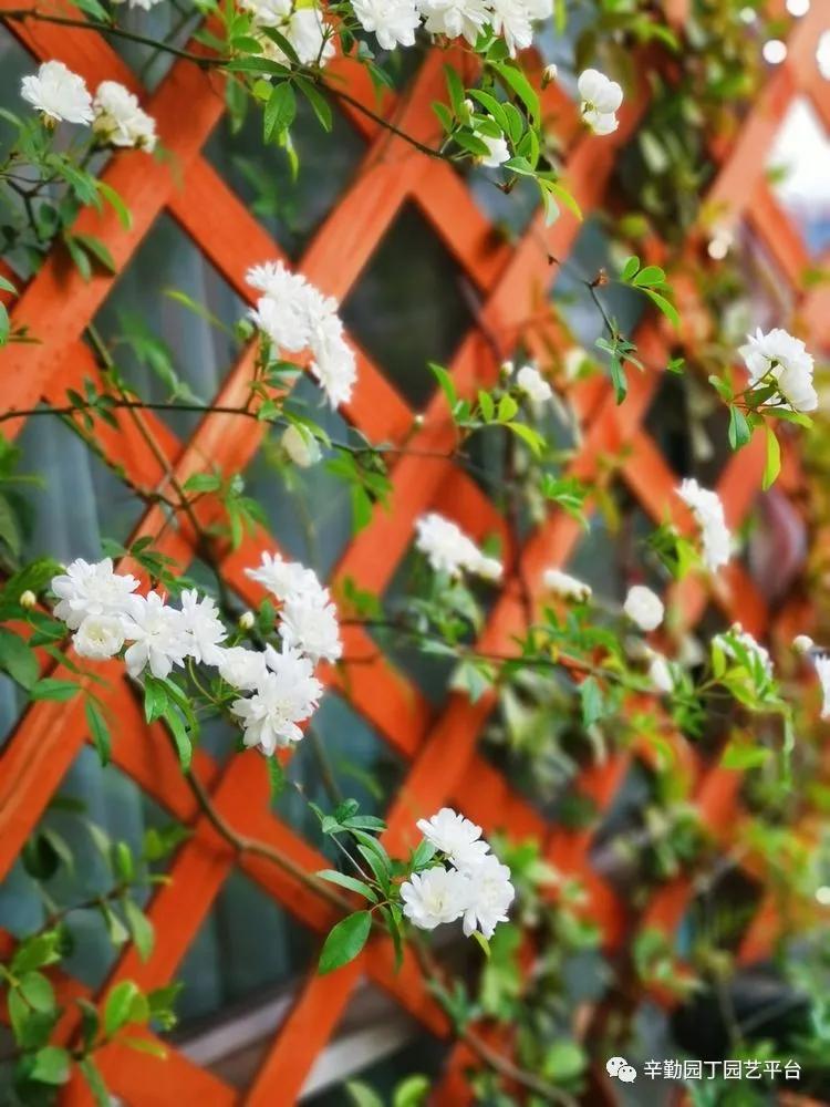 （2021）园丁奖阳台组《008号》星星的花园