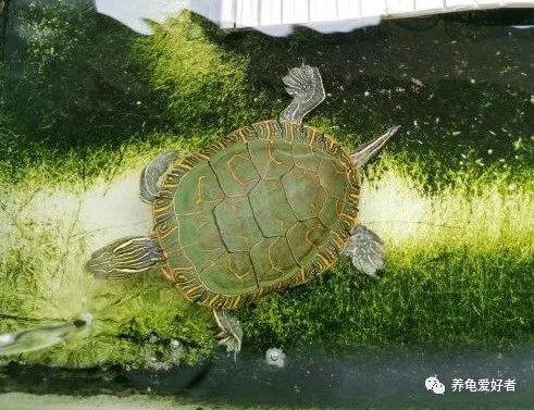 巴西脸的龟哪个好看又好养,巴西龟的品种怎样搭配出来