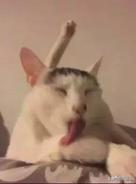 这猫睡姿也太销魂了,猫睡相