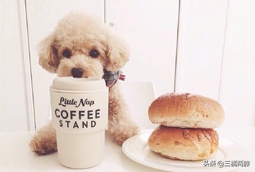 泰迪挑食30天纠正法,养泰迪经验自我介绍