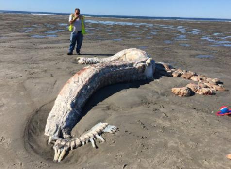 无头海狮？6米的长毛尸体？盘点过去十年被冲上海滩的奇怪生物