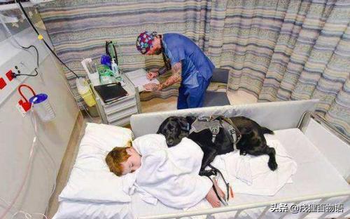 惊！狗狗真的可以“治病”，这类辅助犬做到了