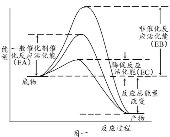 生物期中考选择题必考知识点,2017年生物期中考试题