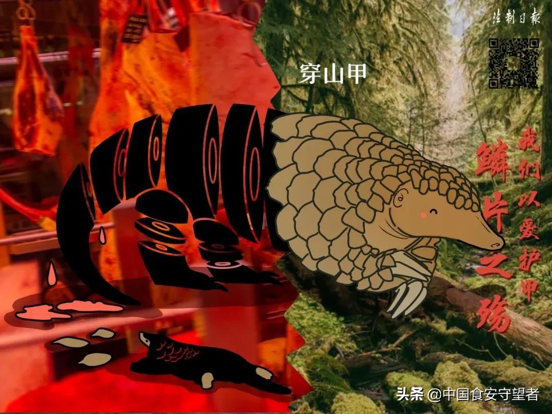 野生动物名录2021,最新三有野生动物名录