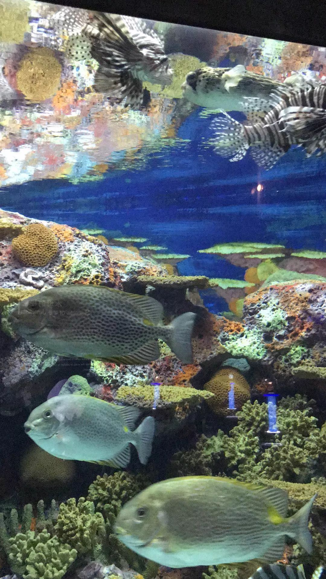 性价比高的石英潜水表,500米防水潜水表推荐