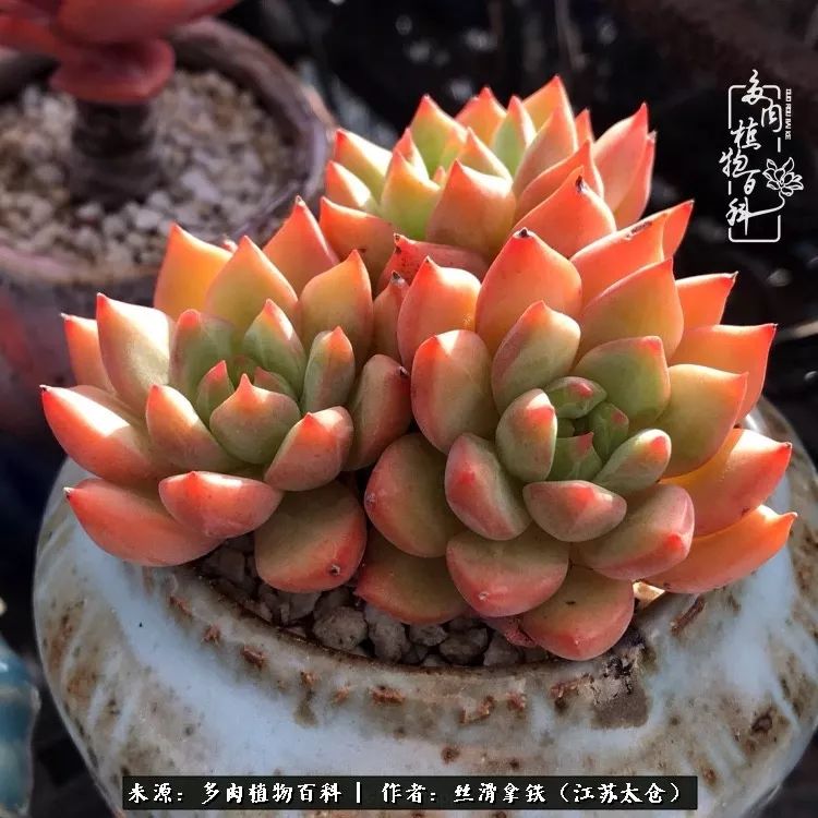 秋叶将落,秋叶即将落下你依然美丽