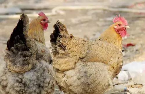 鸡气囊炎特效药一览表,鸡气囊炎吃什么药效果好