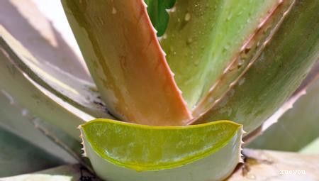 芦荟叶片发红怎么回事,芦荟叶片慢慢发黄是怎么回事