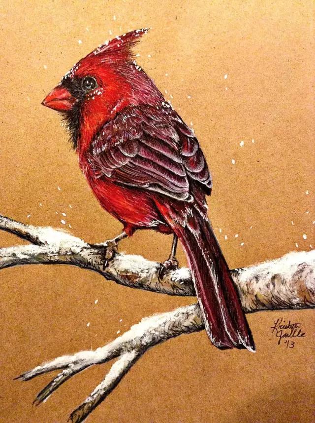 画鸟彩铅教程,画鸟彩铅