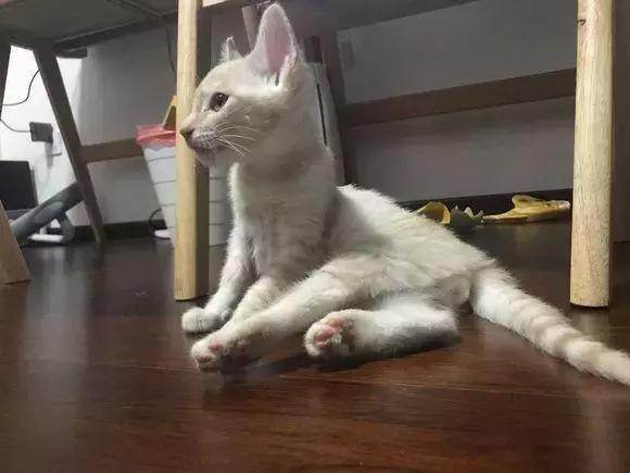 福懋动物医院管理,福懋动物医学