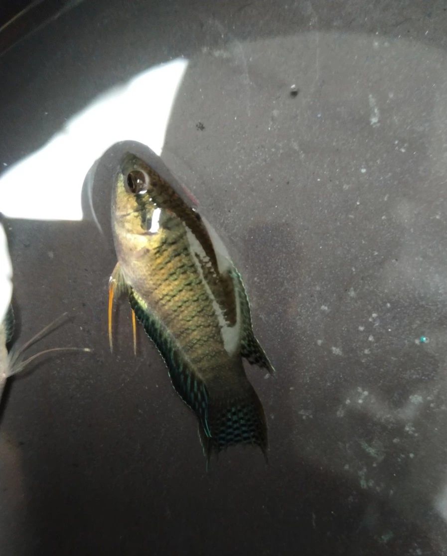 中国斗鱼繁殖带苗技巧,刚出生的时候斗鱼繁殖新手教程