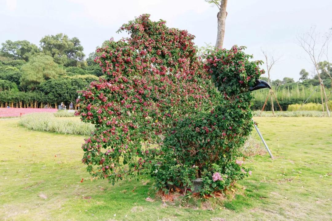 簕竹杜鹃谷公园,好看的杜鹃谷公园