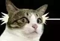 福懋动物医院猫科,猫咪高脚碗容易得黑下巴吗