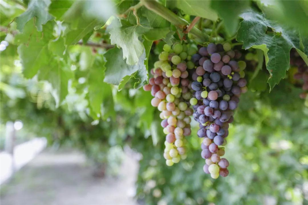 贺东庄园葡萄,河北怀来酿酒葡萄喜获丰收