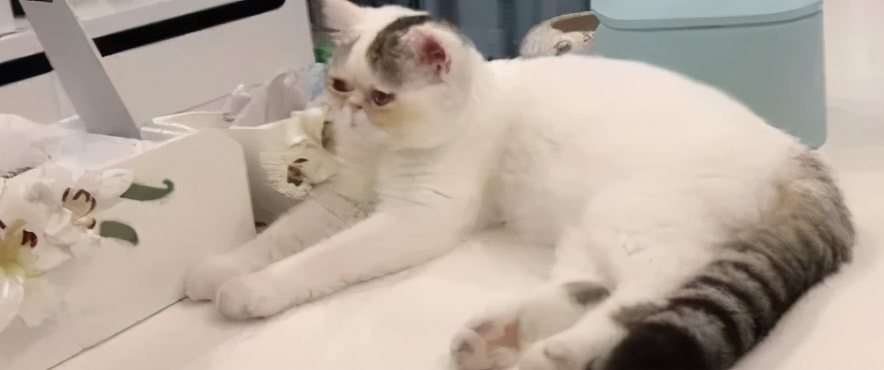 1000的布偶猫和1万的布偶猫区别,最高赛级布偶猫多少钱一只