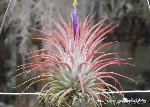 100种常见花卉植物图谱,100种花卉素描图谱