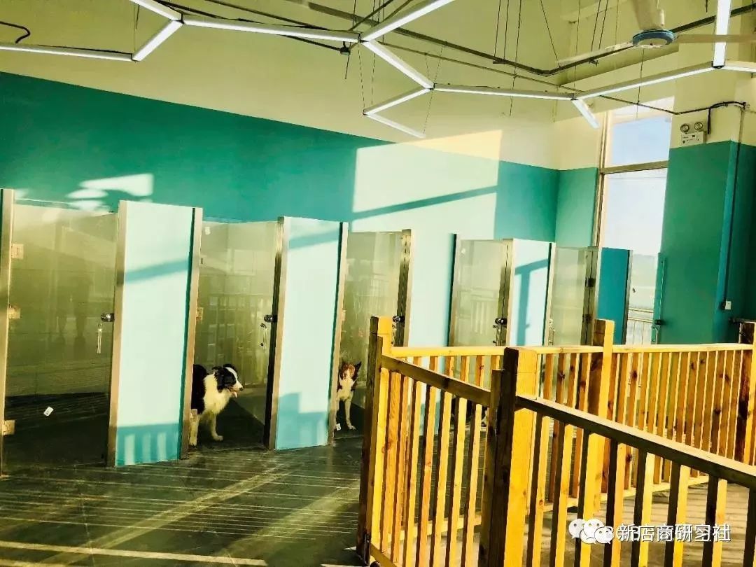 猫奴为什么越来越好,猫奴为什么越来越多