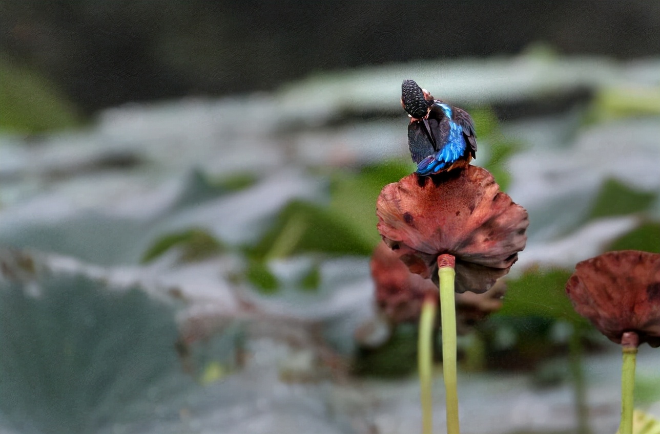 描写枯荷的诗词,关于枯荷诗句