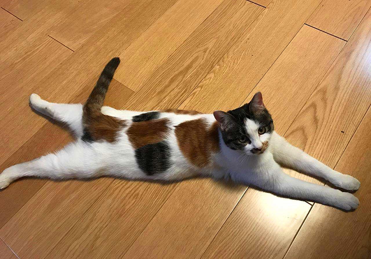 特殊时期如何做好宠物清洁工作?这两点最重要,但仍需注意安全