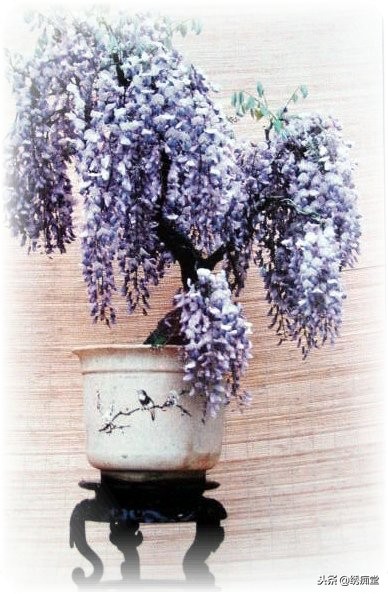 丛林式盆景欣赏,盆景欣赏及制作