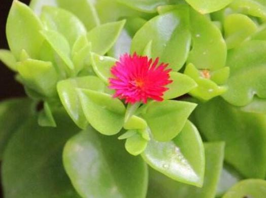 口红花的养殖方法和注意事项,口红花怎么养步骤教程