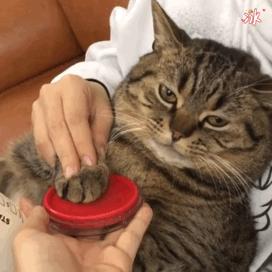 cfa赛级猫狸花猫,cfa认可狸花猫吗