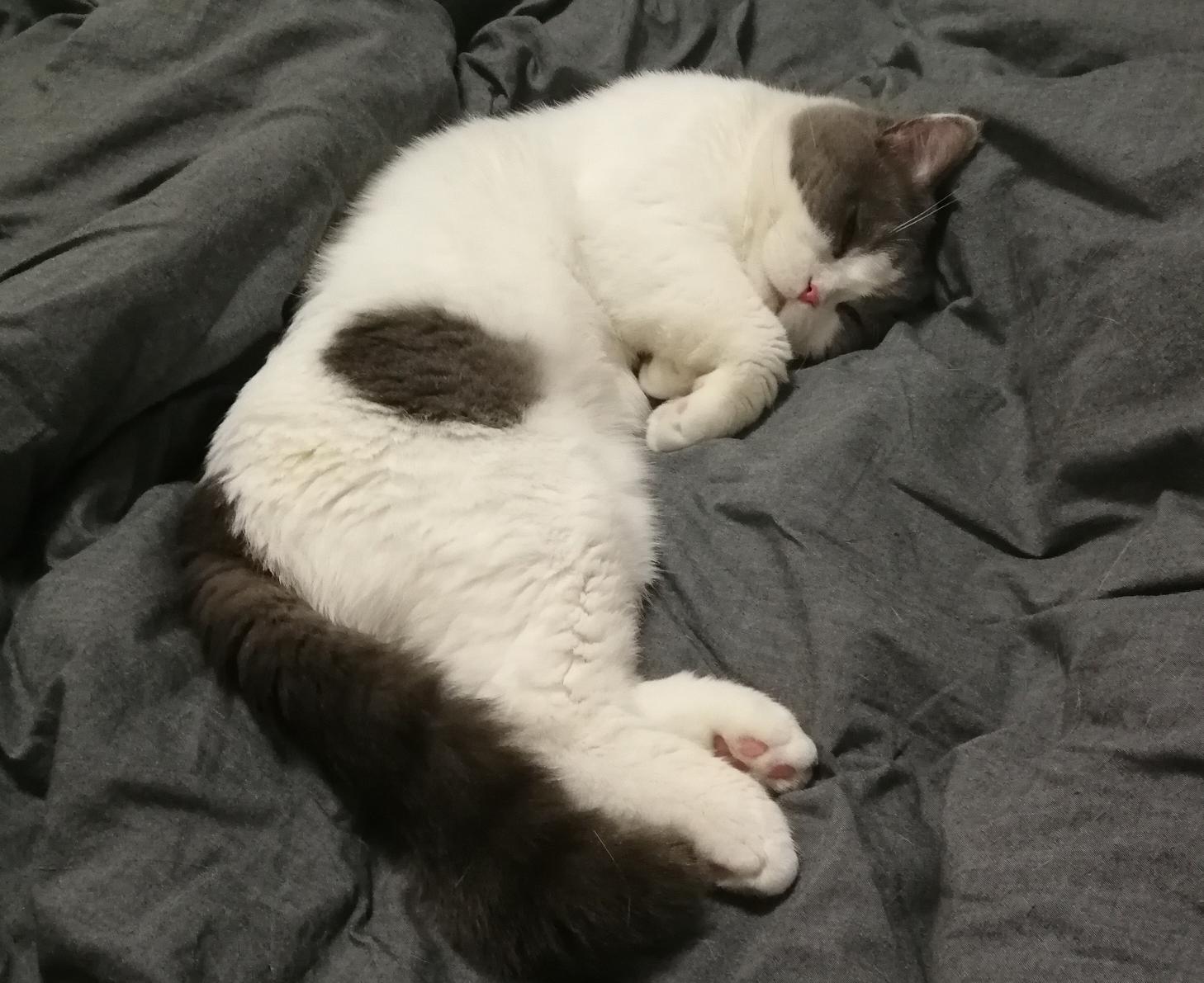 英国短毛猫有哪些优缺点,英国短毛猫优点和缺点