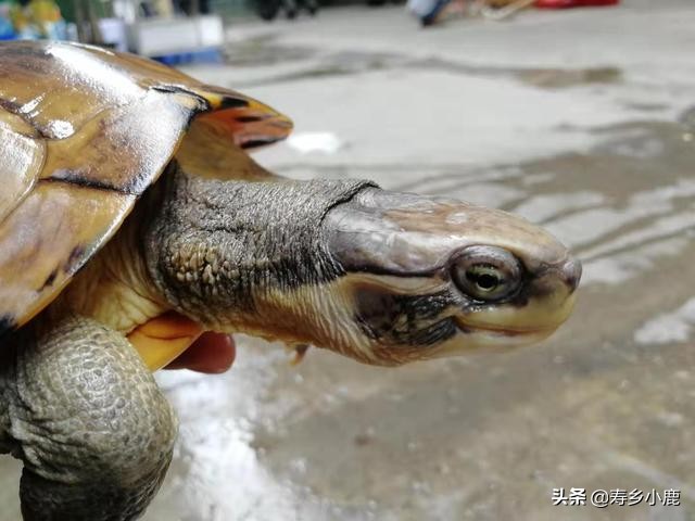 宠物龟如何晒太阳补钙最好,家庭宠龟冬季需要保暖吗