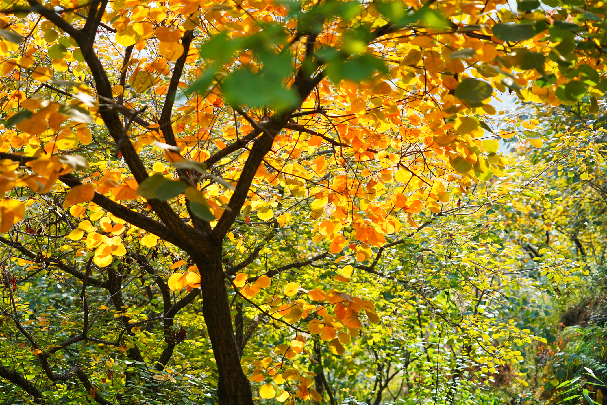 赏红叶最佳目的地,房山坡峰岭红叶最佳观赏