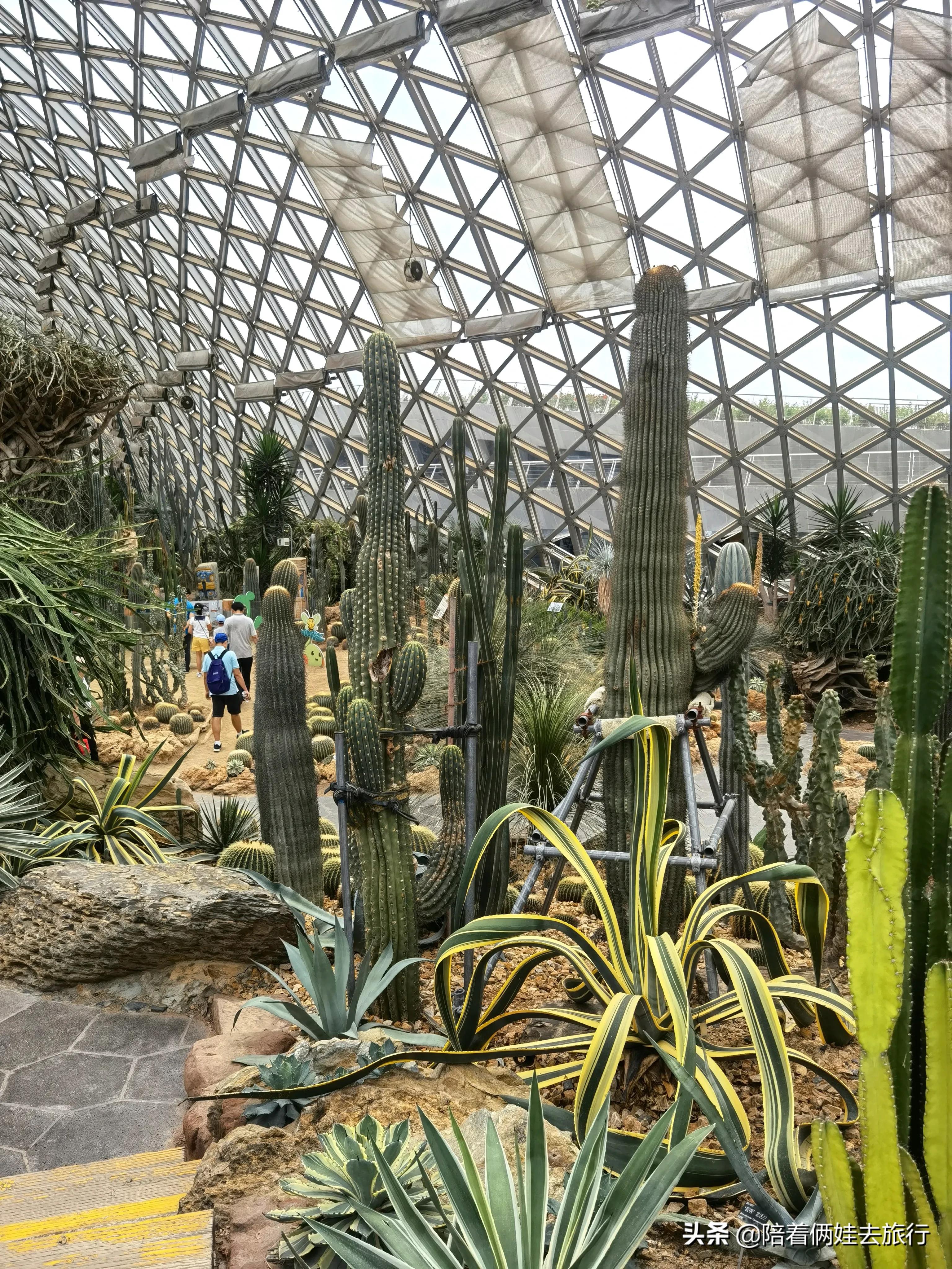 上海辰山植物园矿坑花园,辰山植物园矿坑花园修好了吗