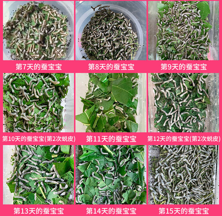 让孩子养个蚕宝宝,小学生在家里怎么养蚕宝宝